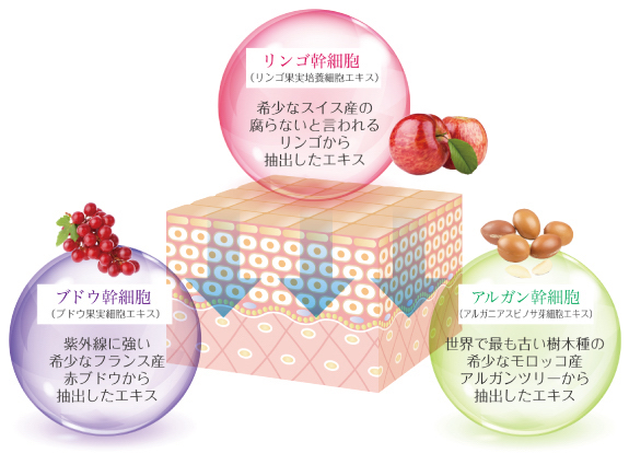 ハーブピーリングの説明